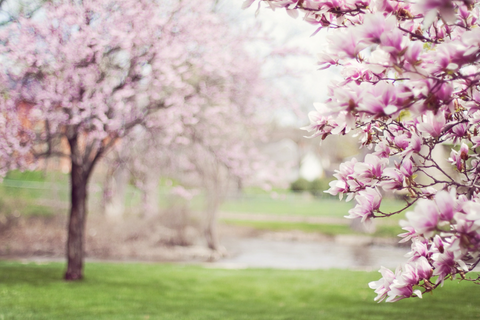 SPRING